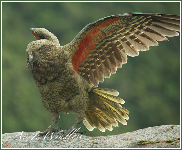 Kea parrot spread-eagle