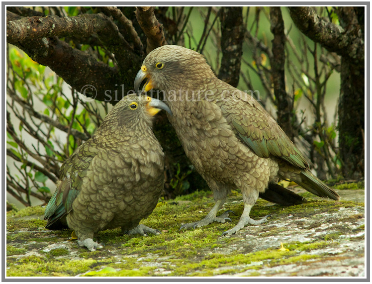 A pair of kea parrots looking after each other