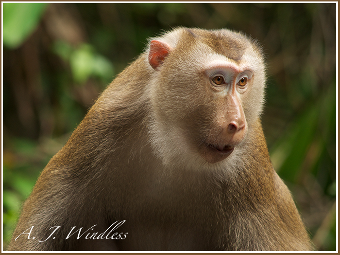This handsome forest monkey looks as if he just stepped out of his manicure shop.