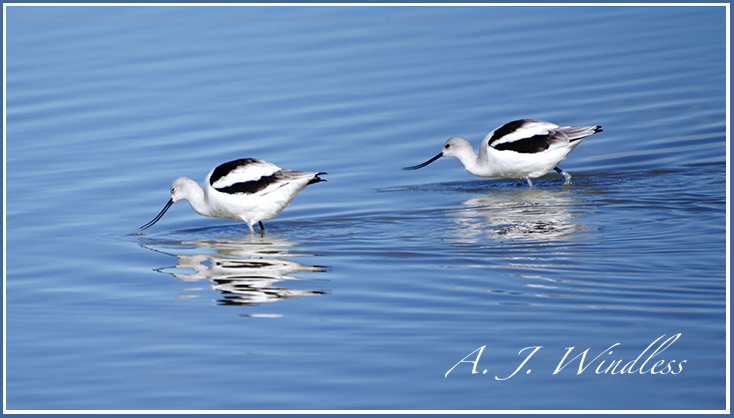 A pair of beautiful avocets wade knee deep through the shallow waters while fishing for dinner..