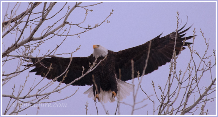 An eagle comes in with his feet ready to grab a branch.