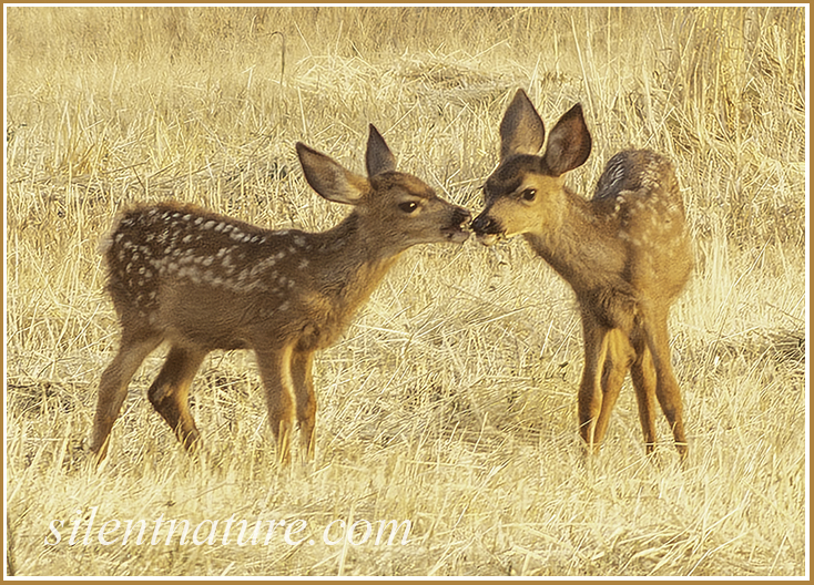Sibling fawns touch noses as they come together to share blades of dried grass.