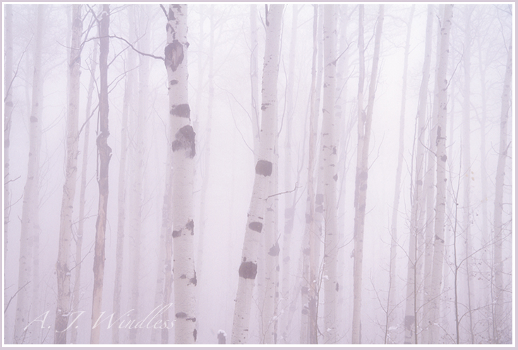 As I stroll through these aspen trees, a heavy fog and traces of snow, I sense a lingering peace.