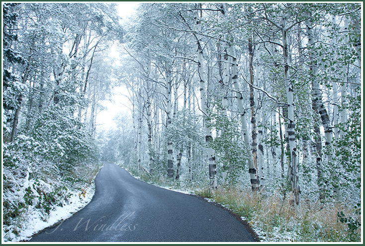 A quiet little road winds through aspen trees  still wearing their summer green yet freshly covered with snow.