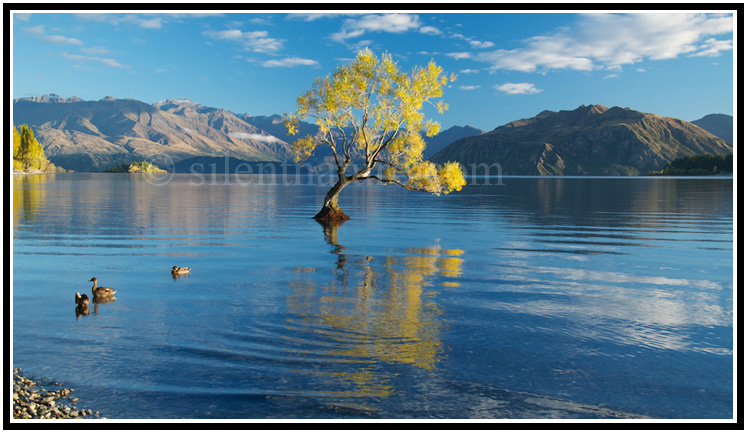 Lone tree out in the lake.