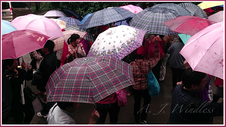 A Chinese tour guide seems to have lost her customers in a sea of umbrellas.