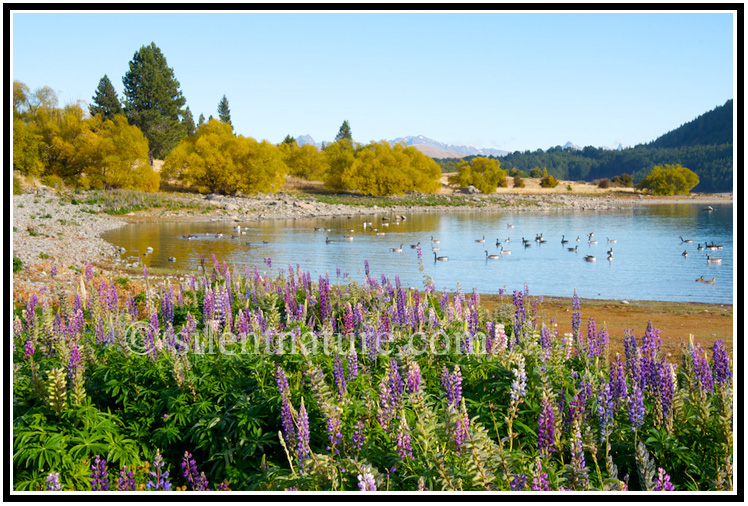 Lupines along the shoreline while geese float on the lake.