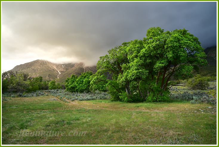 A stand of maple trees shine spring green in the soft light that squeezes between these storm clouds.