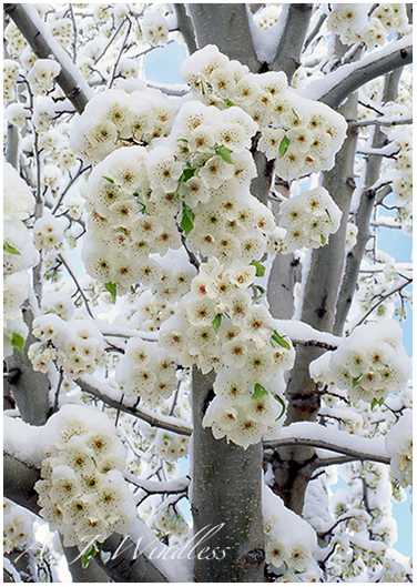 These Salt Lake City Blossoms are covered with the snow of a spring time storm.