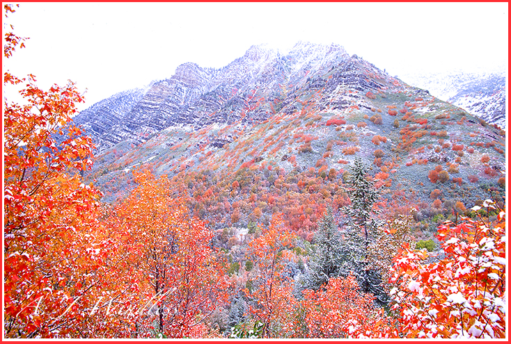 Autumn reds decorate this mountainside dusted with fresh snow.