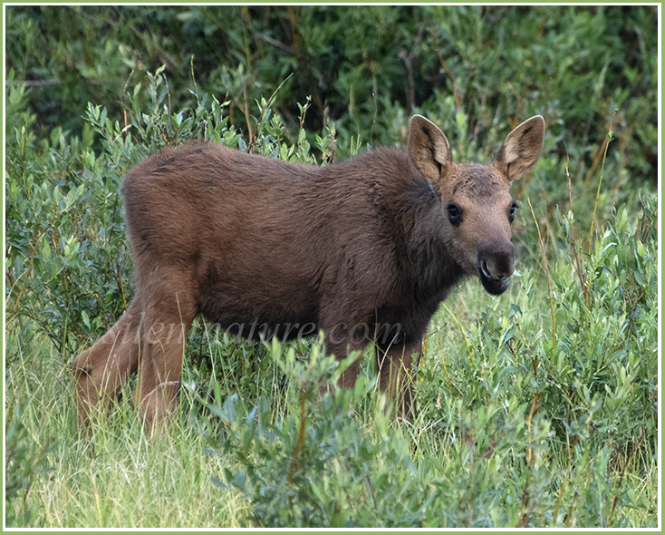 A moose calf feeding nonchanlantly just a few feet from his mother.