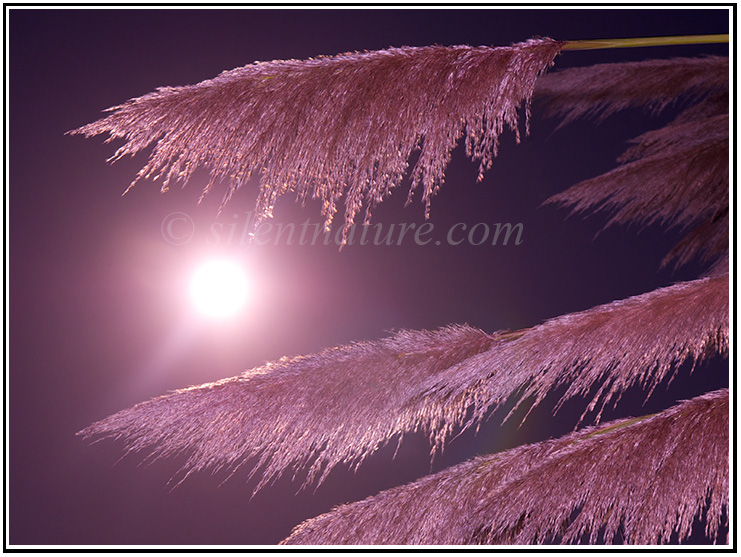 Feathered reeds with a rising moon