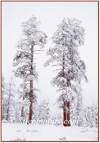 It is clear that a snow storm has beautifully decorated these pine trees, and it seems more snow is on the way.