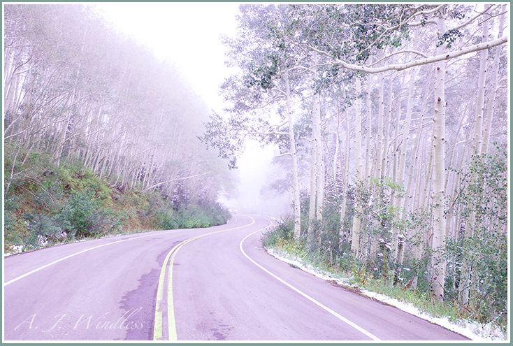 After a light snow and and lingering fog, with headlights on a lone car winds down the road through the aspens.