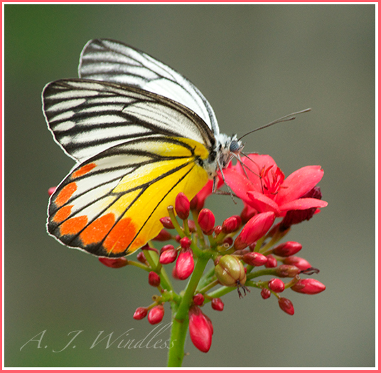 This gorgeous white, orange, and yellow butterfly sips nectar from atop red flower petals.
