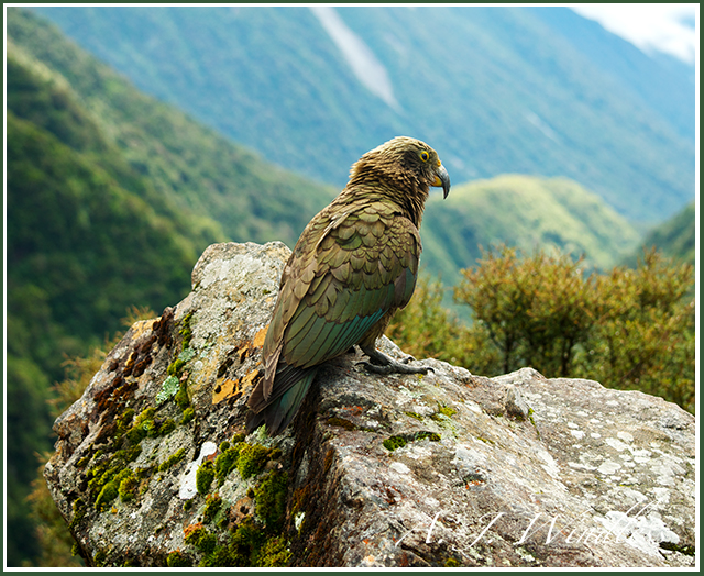 A kea parrot sits upon a moss covered rock with a view of the entire canyon.