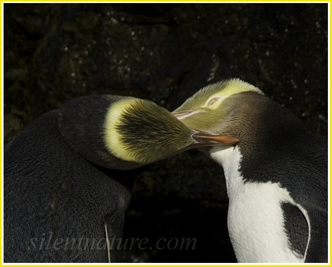 A pair of yellow-eyed New Zealand penguins primp each other as if getting ready for the prom.