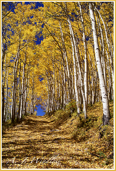 A quaint mountain road covered with leaves burrows through the aspen trees fully dressed in autumn yellow with blue sky being the light at the end of the tunnel.