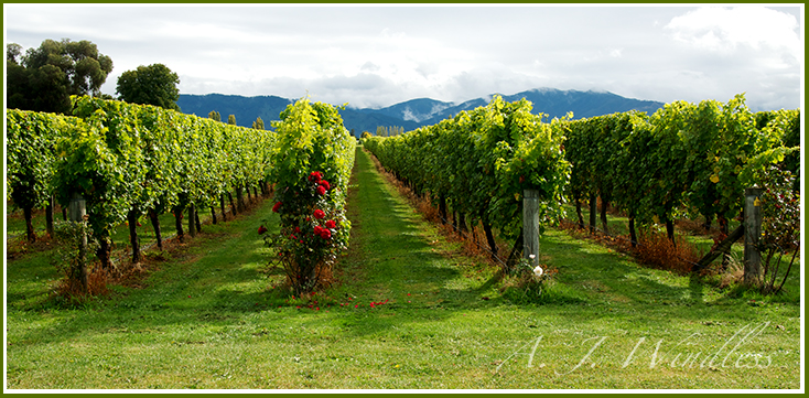 A beautiful red rose bush stands at the head of these rows of grapevines.