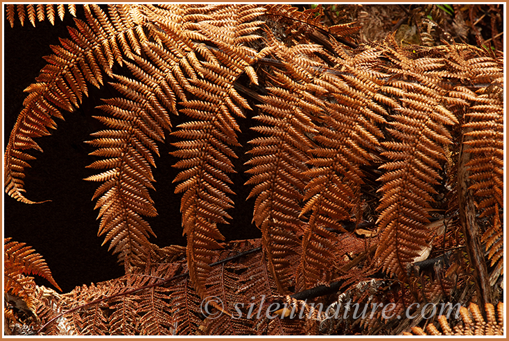 Death is not always an ugly thing, as demonstrated by these New Zealand fern leaves.