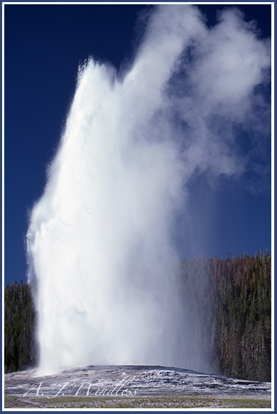 Old Faithful erupts spraying a fountain of water high into the air.