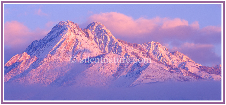 With sunset colors and covered with snow, Mt. Olympus rises out of the clouds like an island in the sea.