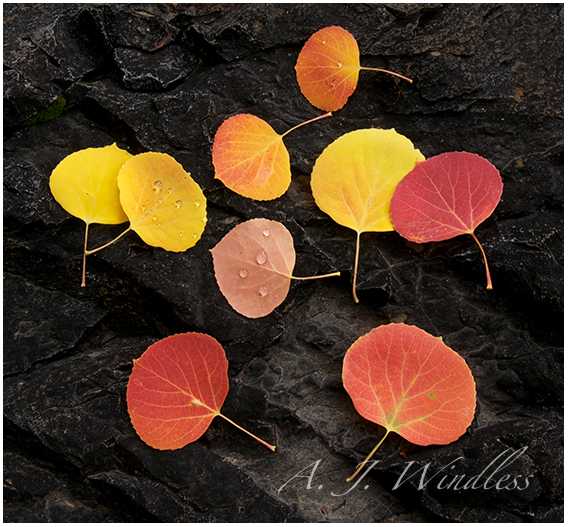 An assortment of aspen leaves in full fall color and covered with rain water on a black rock.