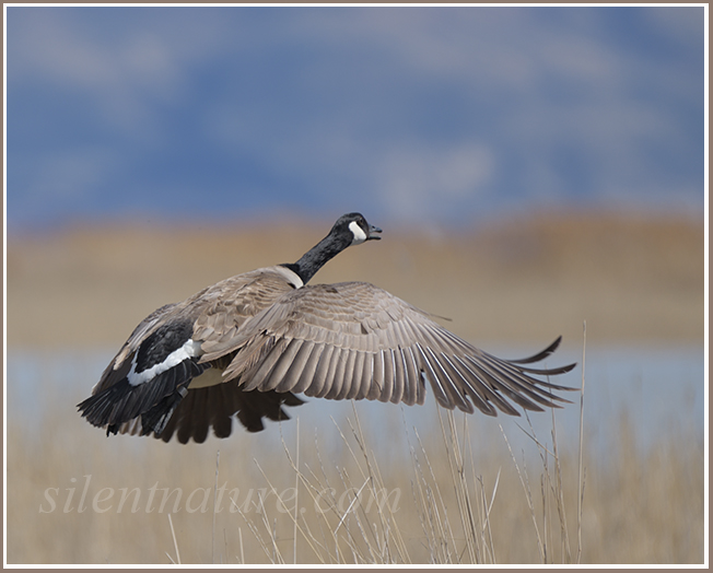 A Canada goose takes flight, gorgeously fanning his feathers.