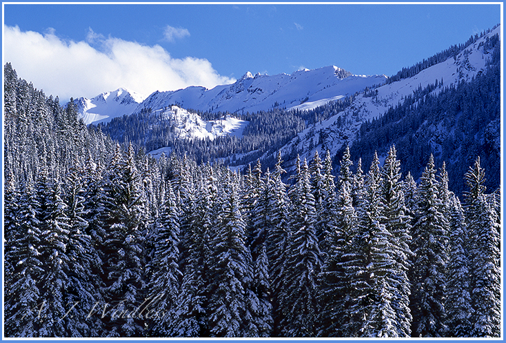 With the frocking of a recent snow storm, this mountain displays for us a thousand Christmas trees.