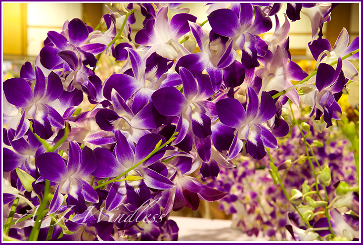 The striking colors of purple and white orchids on display at the orchid show.