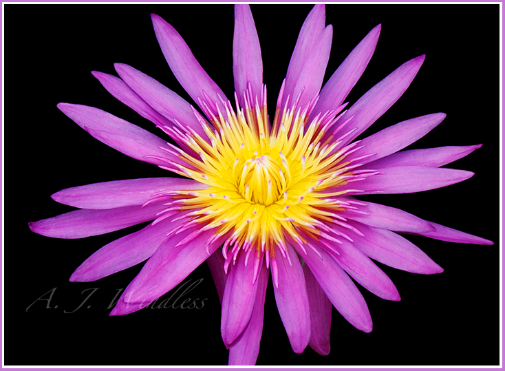 The pedals of this lotus flower stand out emphatically against bhe black shadows of the background.