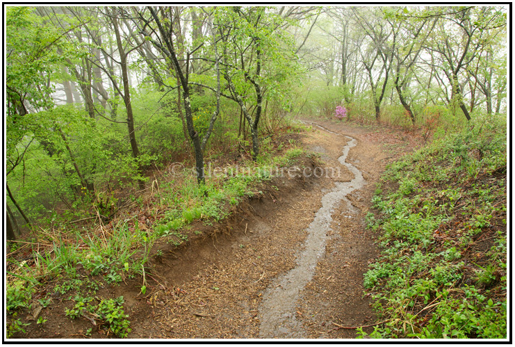 Rainwater draining off the top of this Japanese hill cuts a trail through the middle of the woodshavings as in forms a small stream down the middle of the trail.