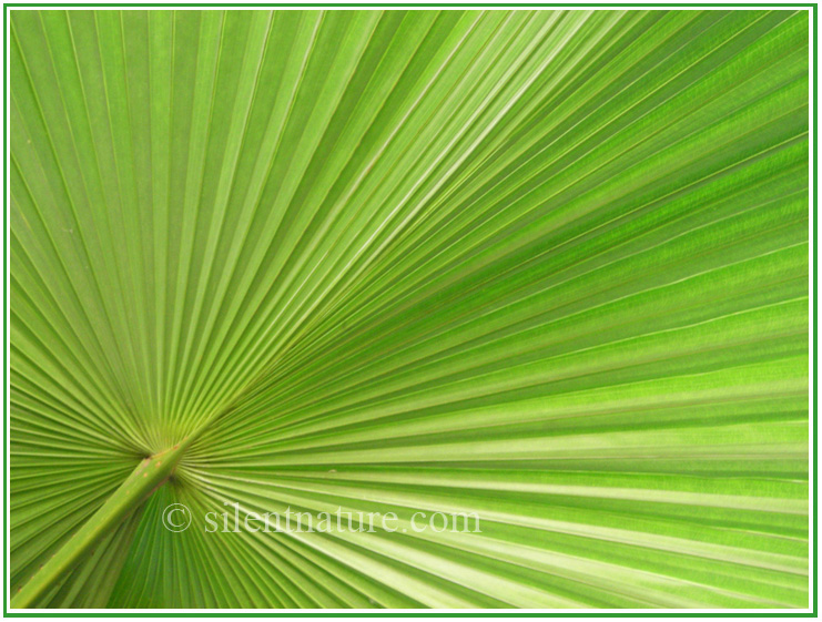 The strong eminating pattern of a green palm leaf.