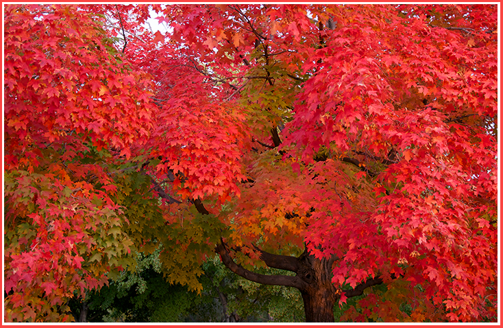 My friend always parked his car under this maple, and every fall the leaves turned bright red.