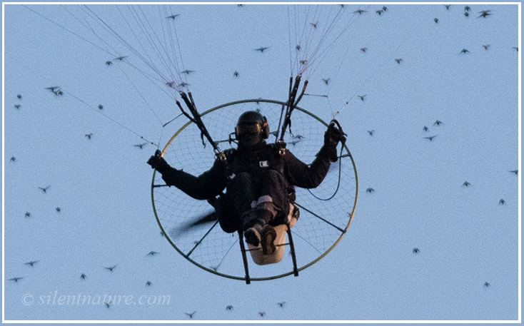 A close-up of powered paraglider flying directly towards me with a flock of birds following him.