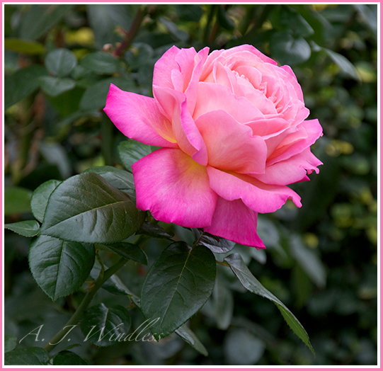 An eloquent pink rose live with its stem and leaves.