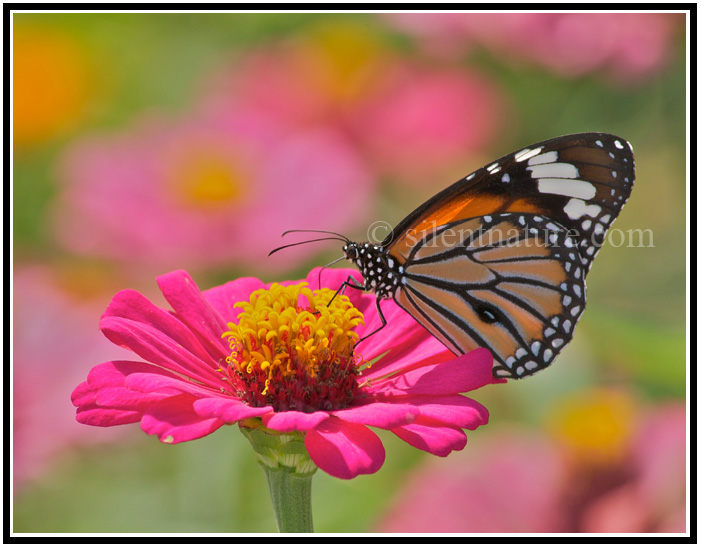 A monarch butterfly touches down on a beautiful pink flower.