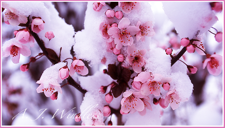 Snow Covered Plum Tree Blossoms
