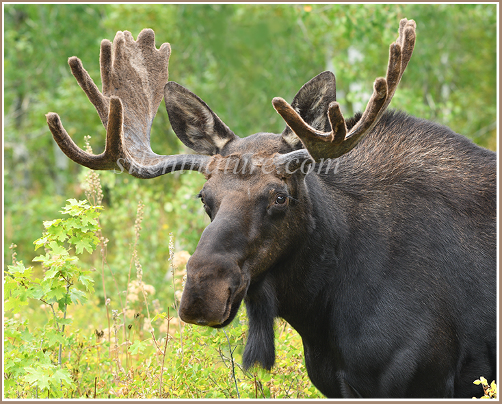 A handsome bull moose still in velvet antlers, poised perfefctly for a portrait.