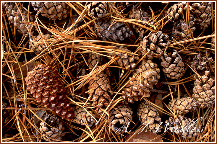 An assortment of pine cones fallen neatly beneath the tree, some recently fallen, some fallen years ago.