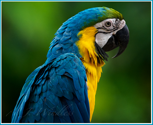 Even the background colors around this beautiful parrot are vivid and beautiful.