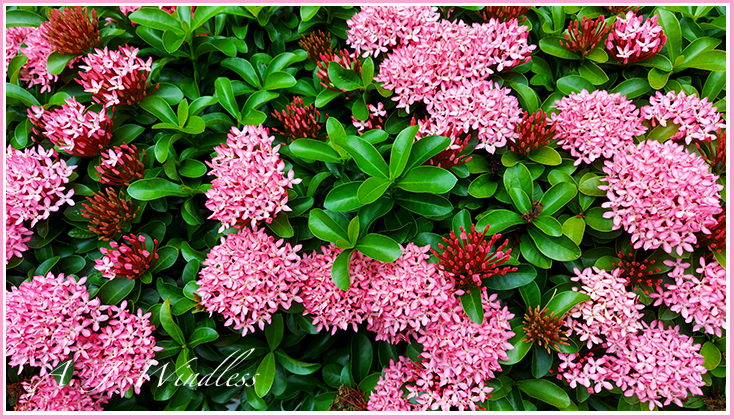 Delicate little pink flowers atop and small shrub in Thailand.