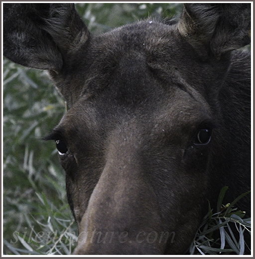 A close-up of a moose's eyes that seem to reveal the emotions behind them.