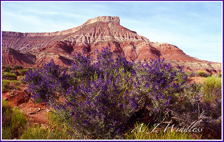 Purple Desert Majesty