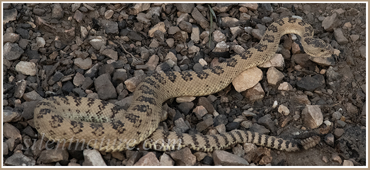An adult Great Basin Rattlesnake that I photographed along the Bonneville Shoreline Trail.