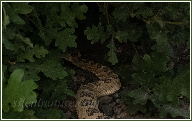 A Great Basin Rattlesnake crawls away under the brush to safety.