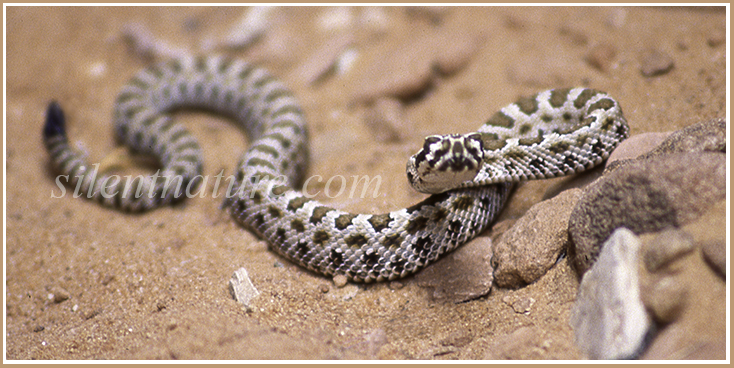 A juvenile Great Basin Rattlesnake seemingly trapped in Spooky Gulch during cold weather.