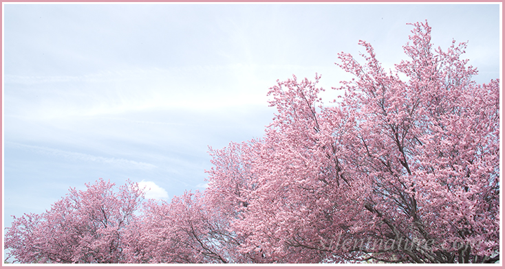 These fruit blossoms reach high into the sky as if they are trying to get the attention of the bees.