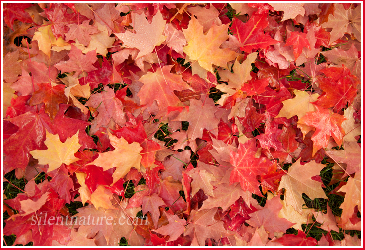 Autumn rolls out the red carpet, covering this green grass with blanket of red leaves.