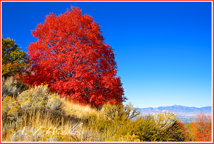 Sitting on the side of a mountain, with a great view of the valley, this maple tree shows off its fully saturated red leaves.